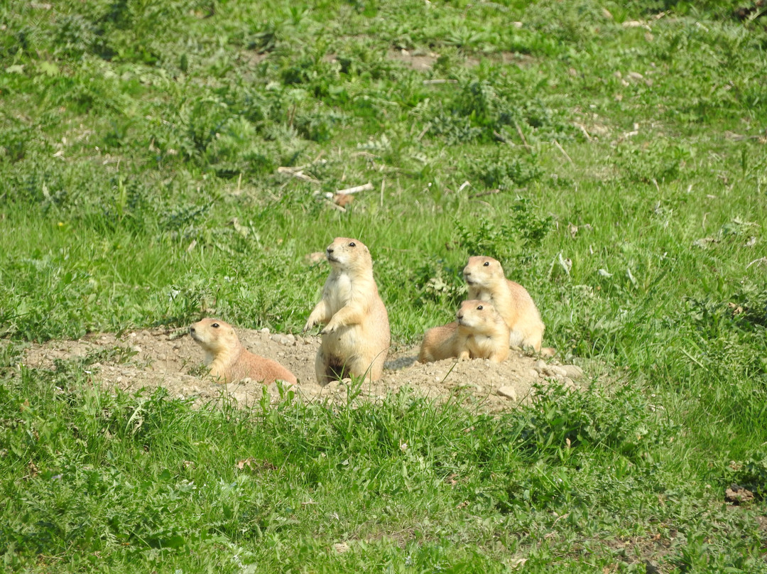 Sullys Hill National Game Preserve-Saint Michael必去景点