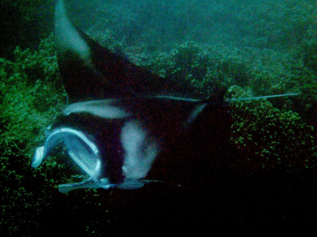 Bora Bora Onoku Services-瓦伊塔佩必去景点