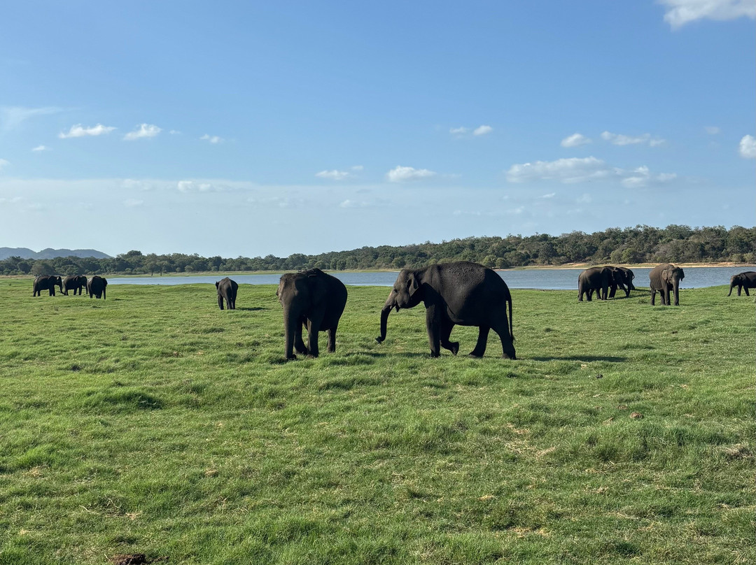 Minneriya jeep safaris tour-哈巴拉娜必去景点