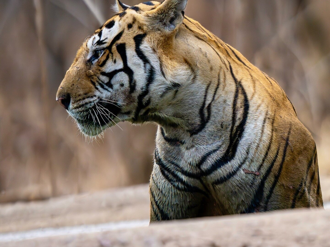 Eriline Resorts主图