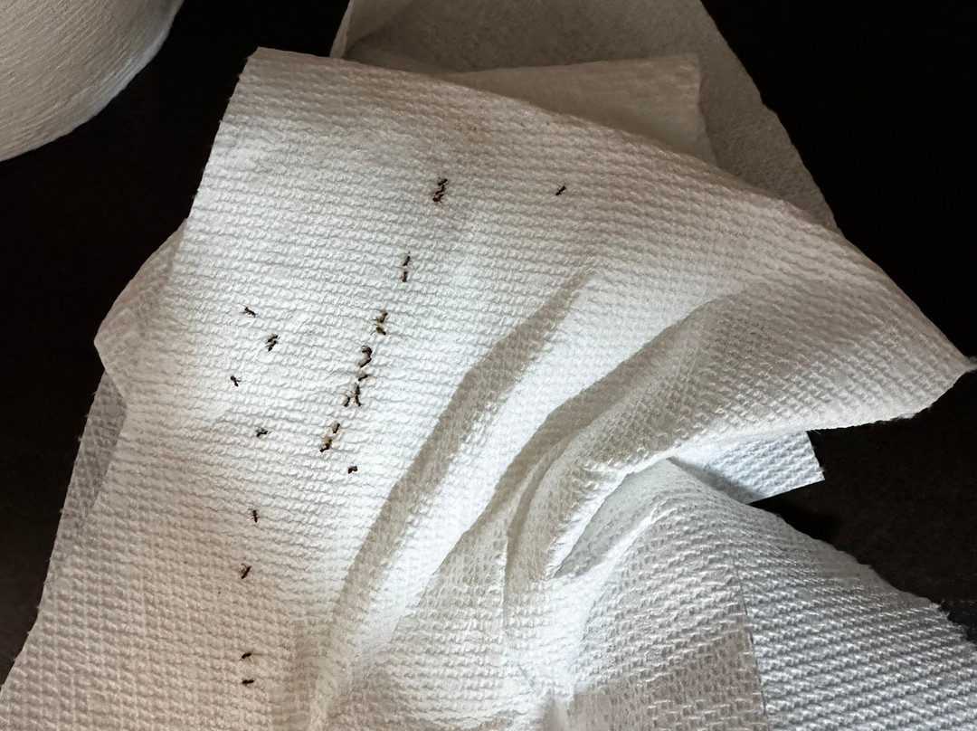 Best Western Plus Thornburg Inn & Suites主图