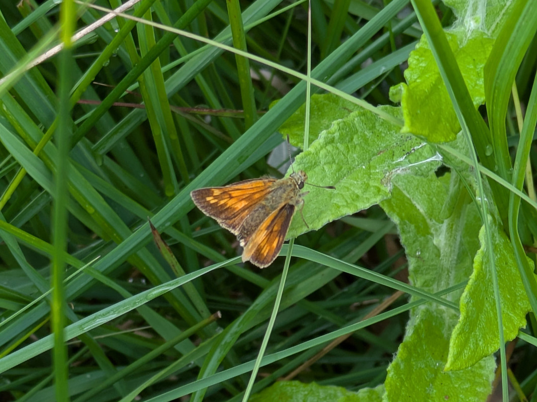 RSPB Arne-Arne必去景点