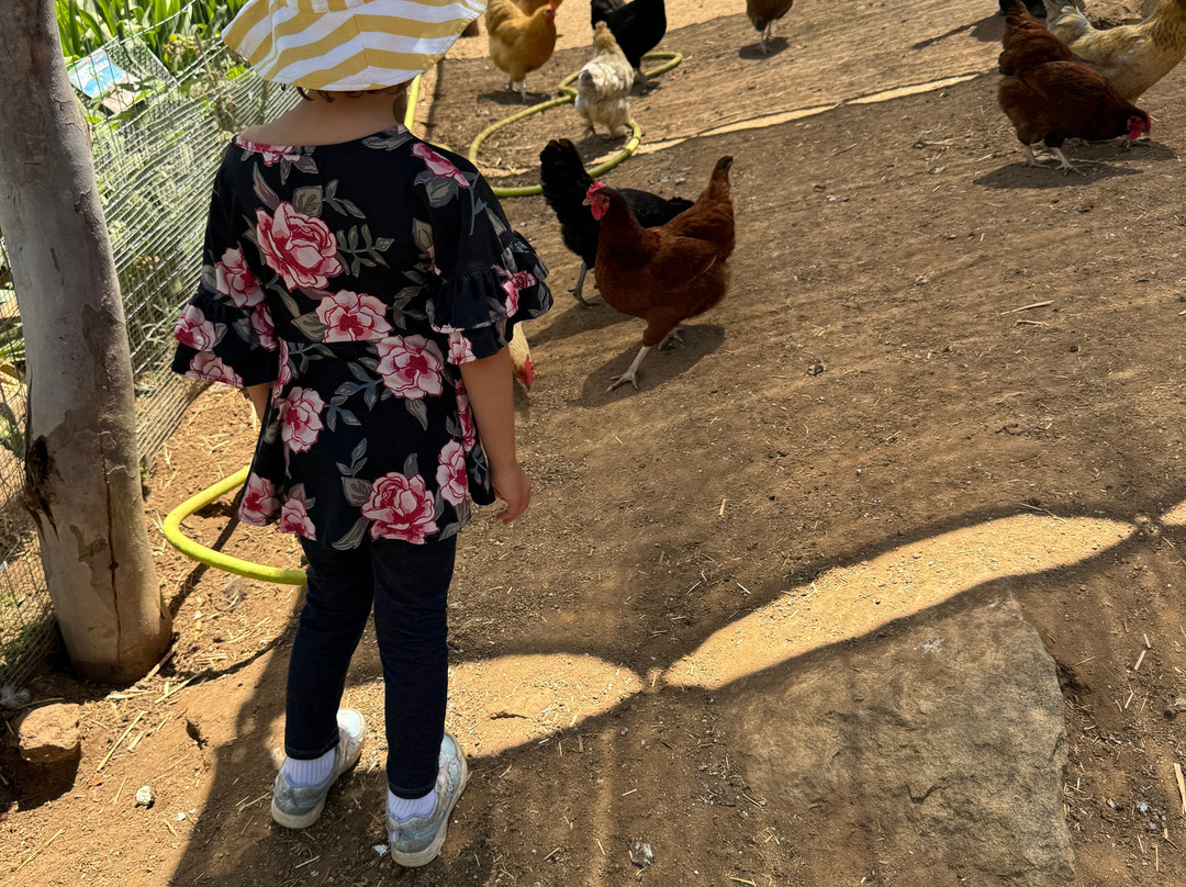 Firefly Grove-Bonsall必去景点