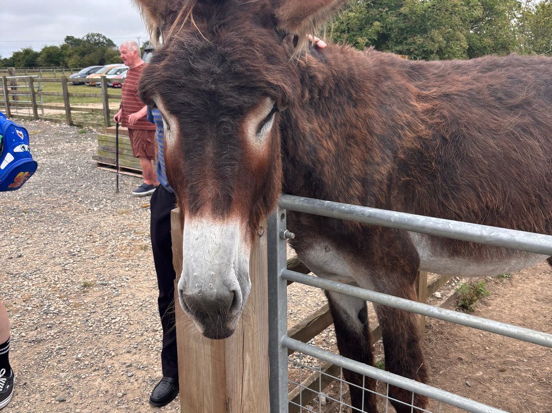 Radcliffe Donkey Sanctuary-Huttoft必去景点