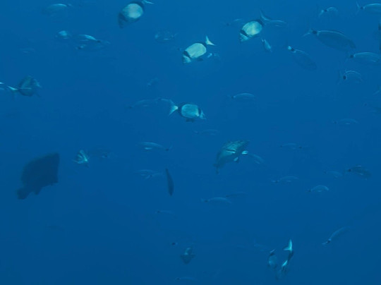 Yellow Semi-submarine Larnaca-拉纳加必去景点