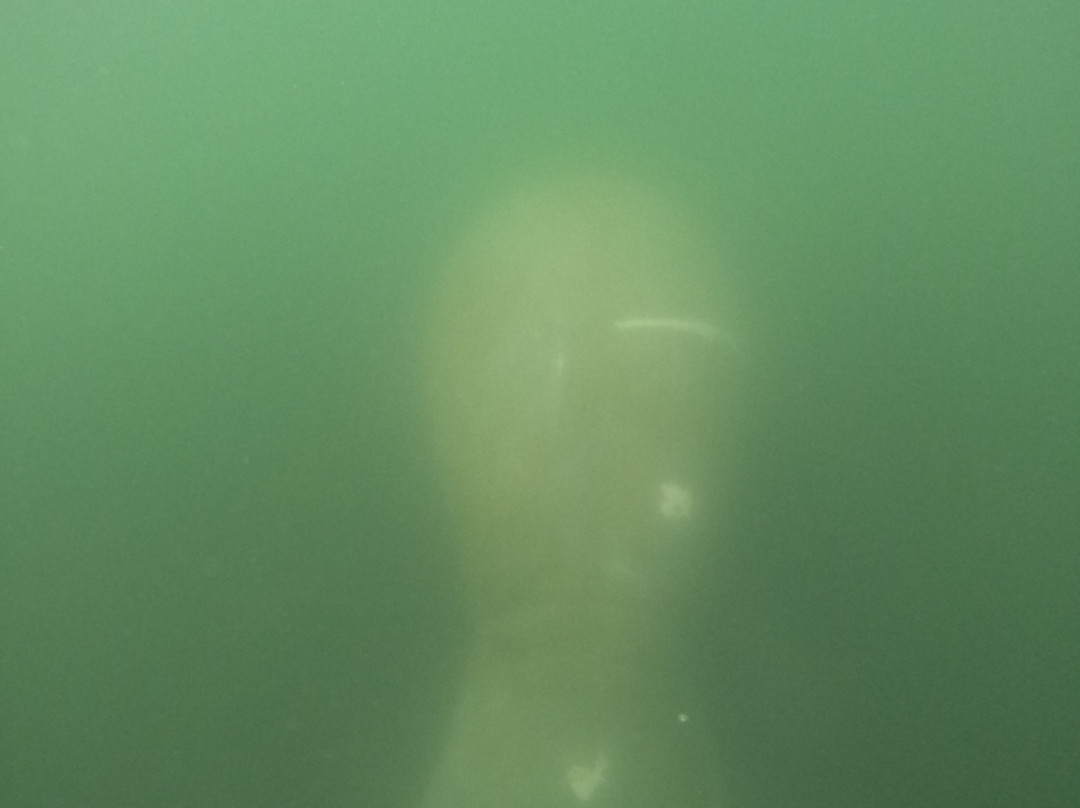 Go Local Manatee Tours-克里斯特尔里弗必去景点