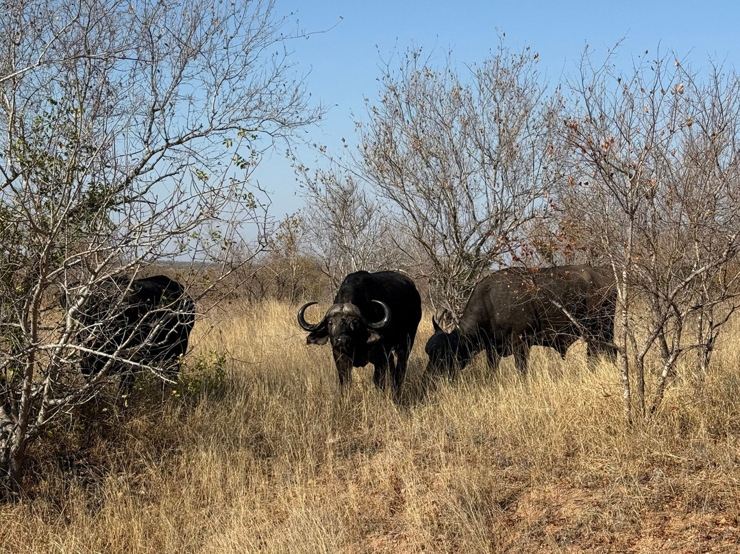 Paw Safaris-霍德斯普鲁特必去景点