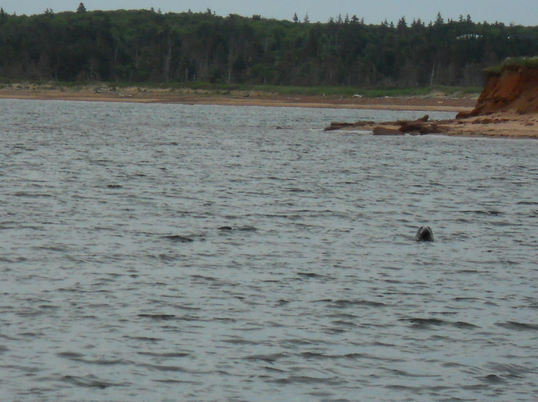 MacNeill's Deep Sea Fishing-Souris必去景点