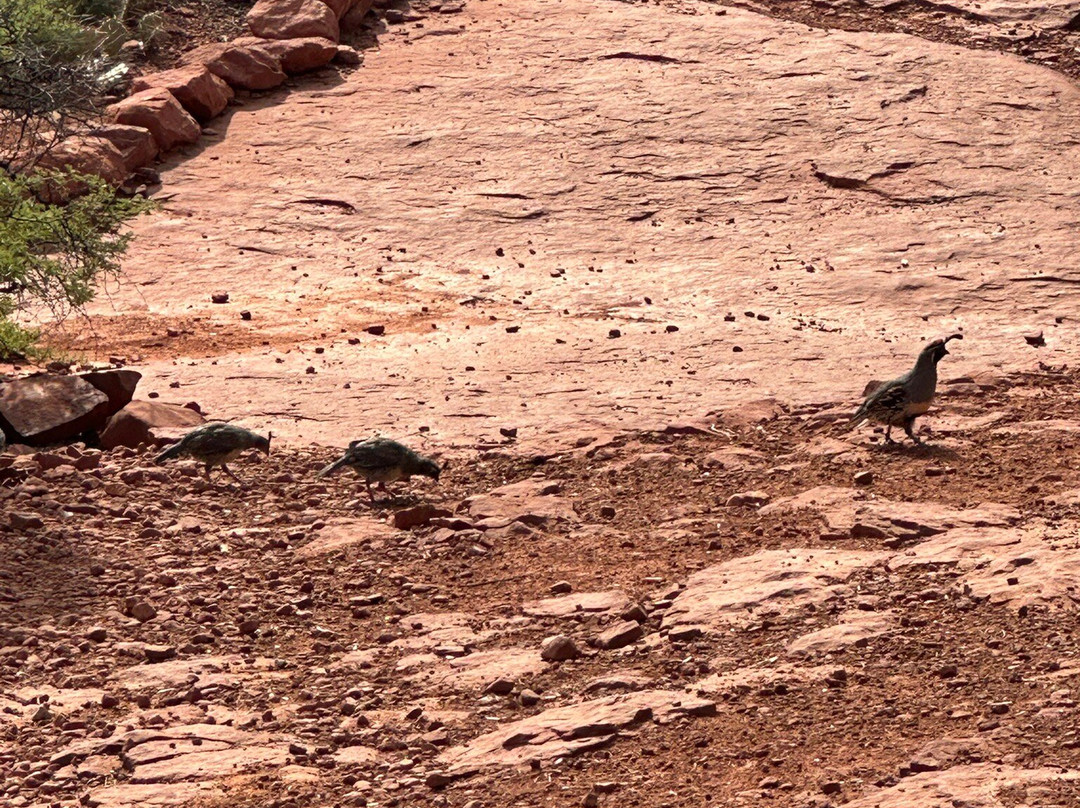 Amitabha Stupa and Peace Park-塞多纳必去景点