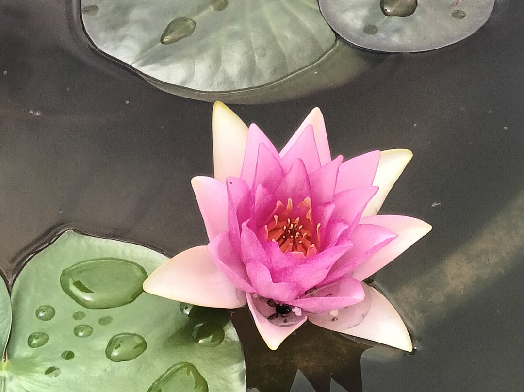 Botanical Garden-萨格勒布必去景点