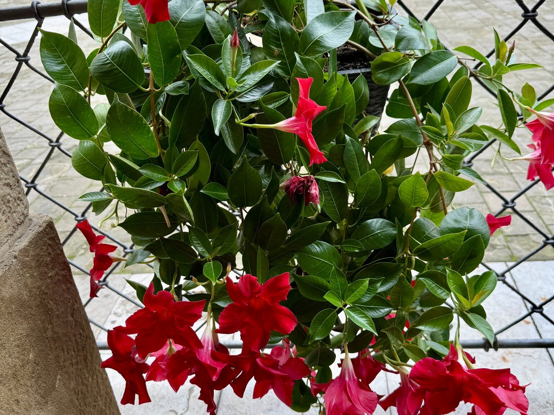 Zamek Krolewski w Niepolomicach - Muzeum Niepołomickie. (Royal Castle in Niepolomice - Museum)-Niepolomice必去景点