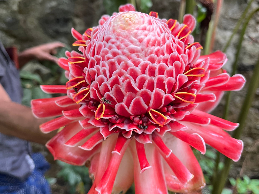 Green Land Spice Garden-帖可迪必去景点