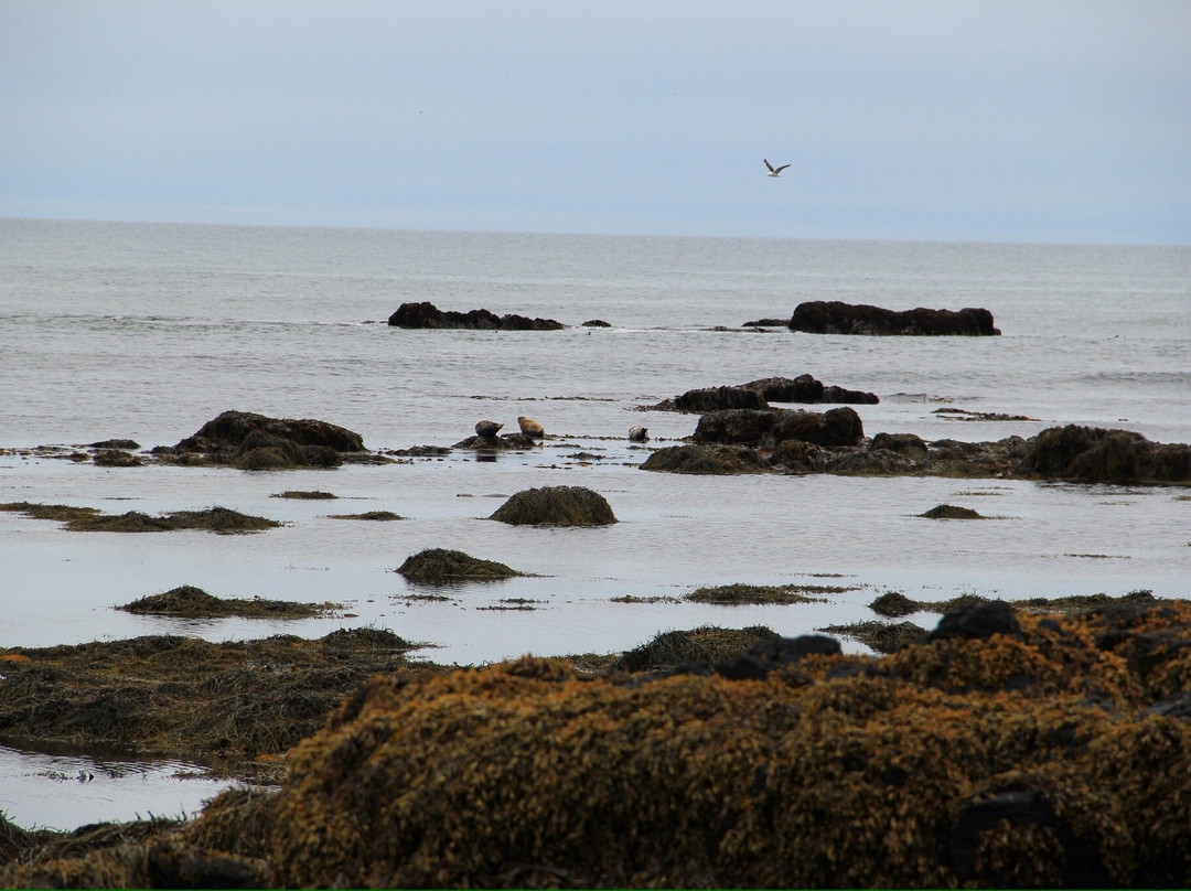 Ytri Tunga Beach-布迪尔必去景点