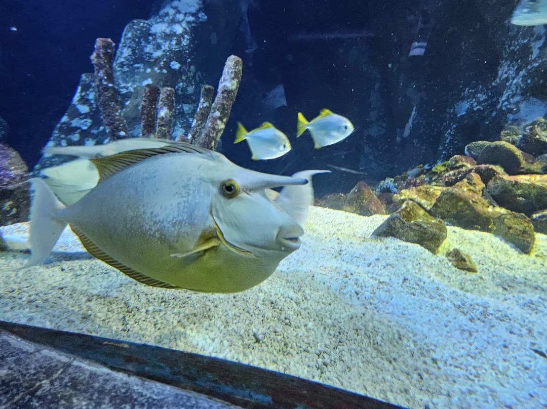 Sea Life Oberhausen-奥伯豪森必去景点