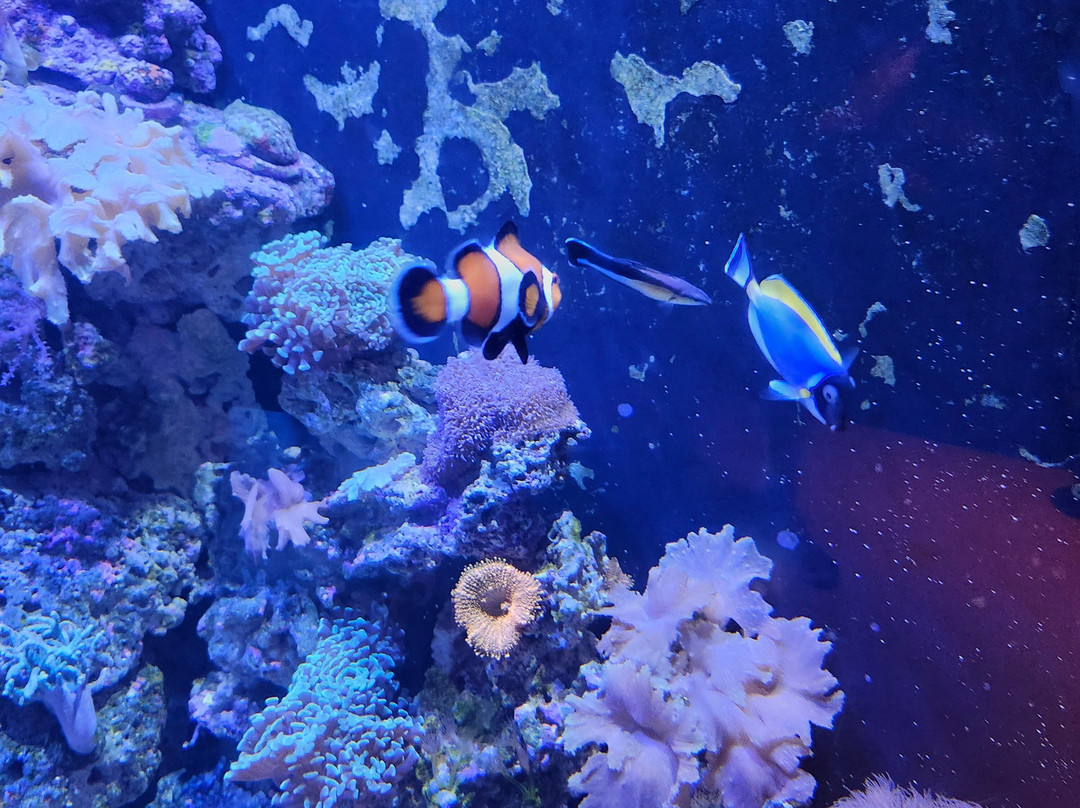 SEA LIFE Aquarium-卡尔斯巴德必去景点