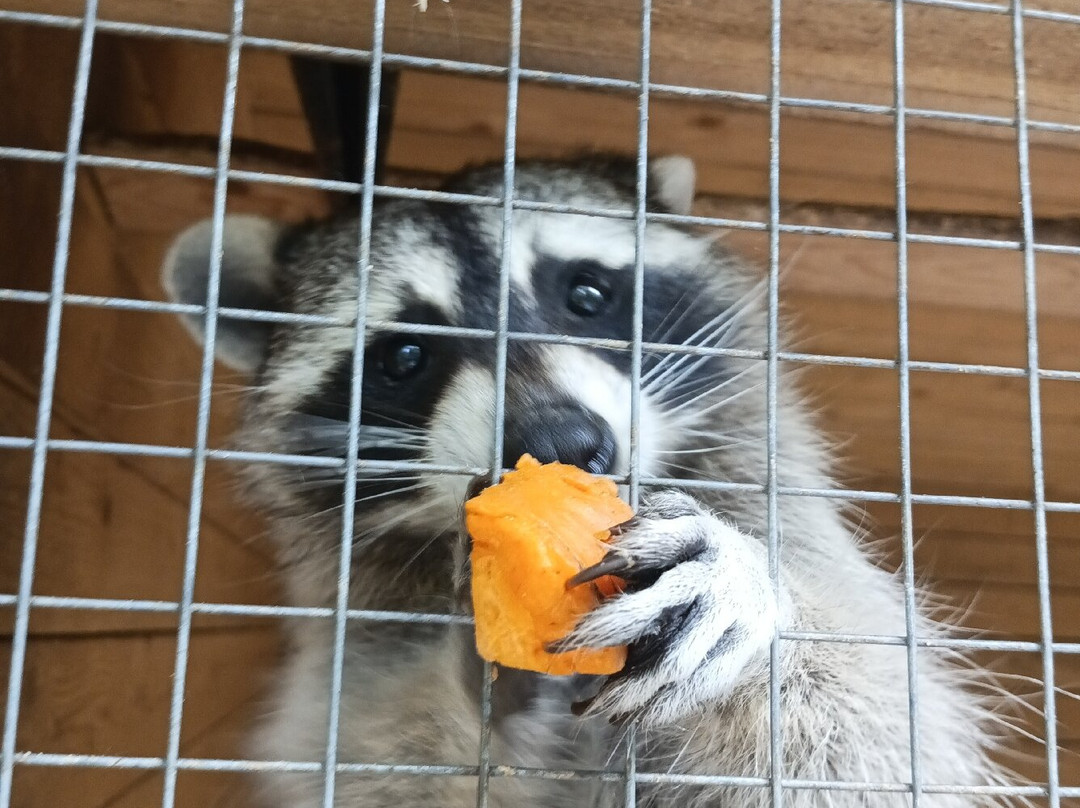 Eco park Zalesye-彼得罗扎沃茨克必去景点