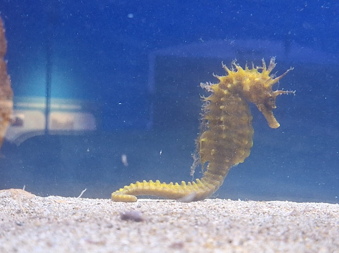 Magical World of Shells Museum-皮兰必去景点