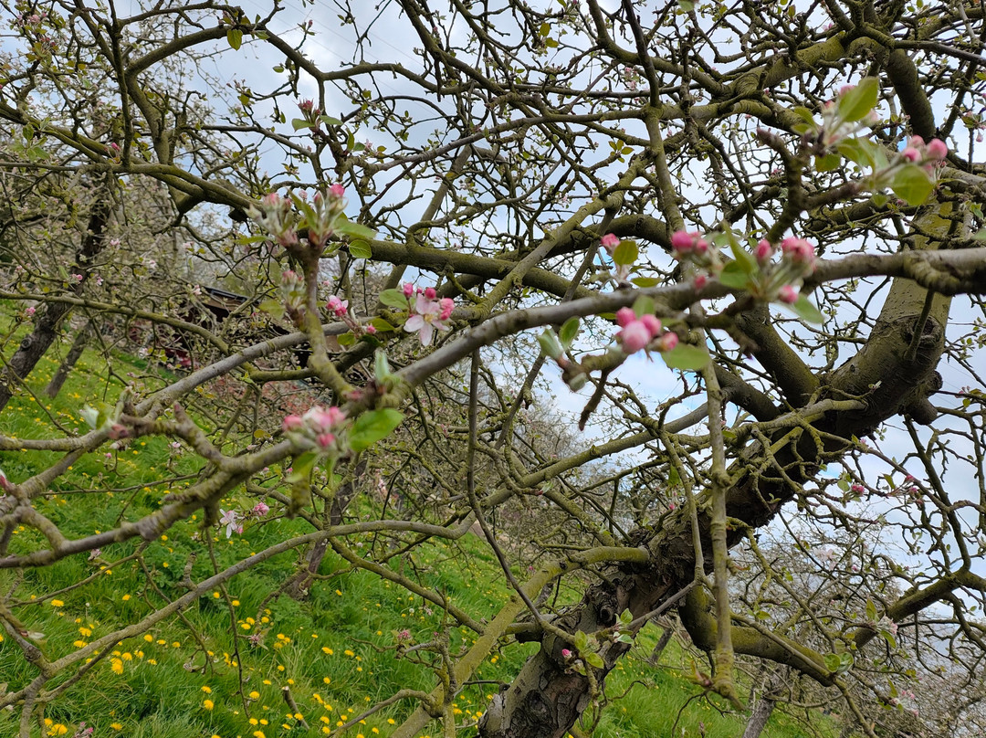 Les Vergers De Ducy-Ducy-Sainte-Marguerite必去景点