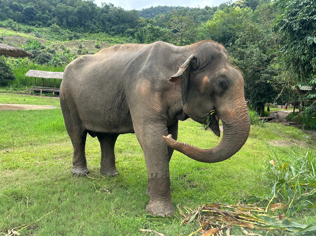 Mike's Authentic Trekking-清迈必去景点