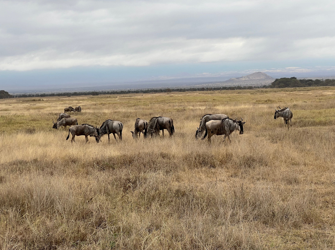 FAMILY LEISURE AFRICA SAFARIS-内罗毕必去景点