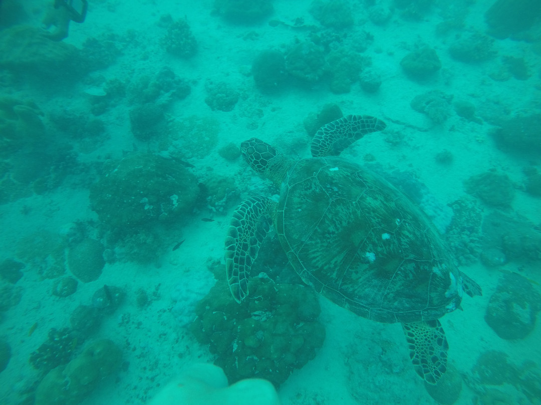 Gili Island Diving Center-Gili Air必去景点