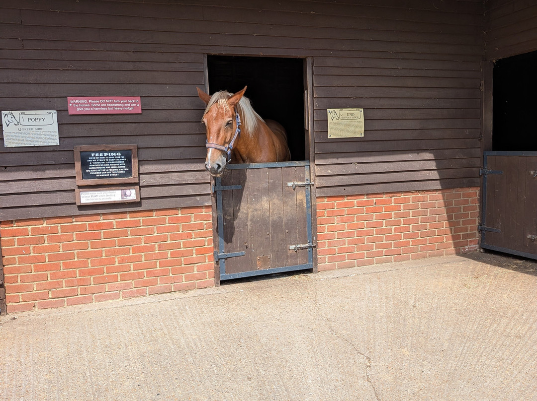 Dorset Heavy Horse Farm Park-Verwood必去景点