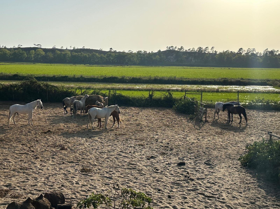 Cavalos na Areia-Comporta必去景点