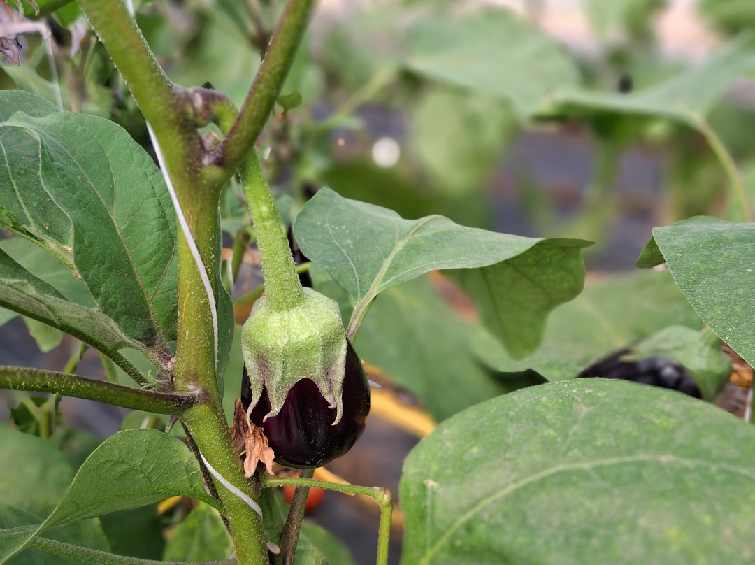 La Ferme de Rutel Cueillette-Villenoy必去景点