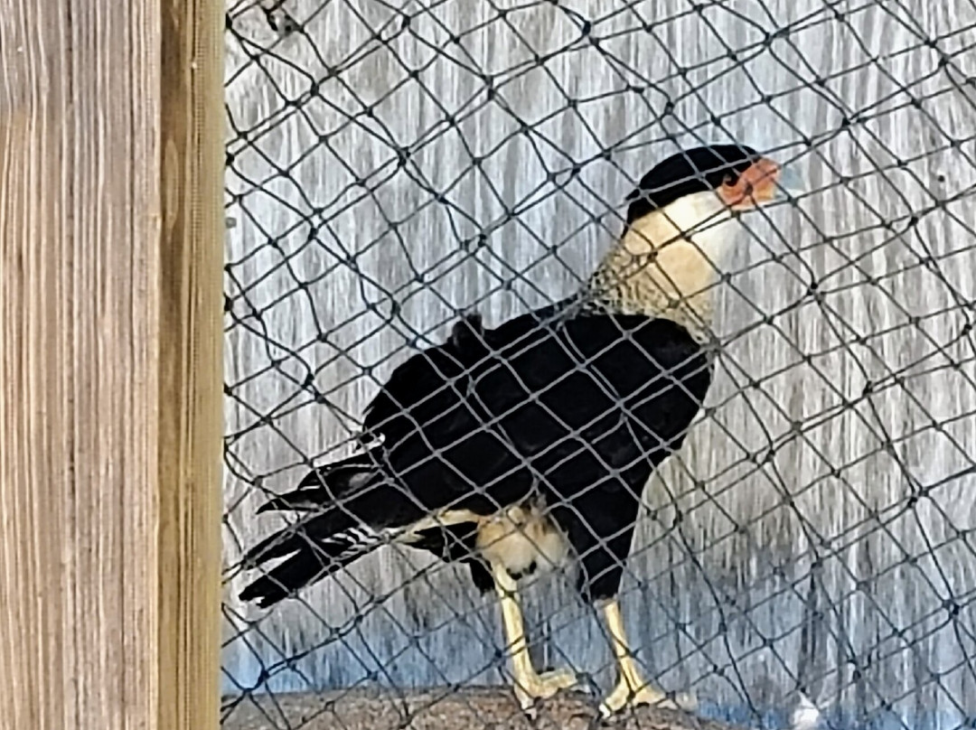 Texas Sealife Center-科珀斯克里斯蒂市必去景点