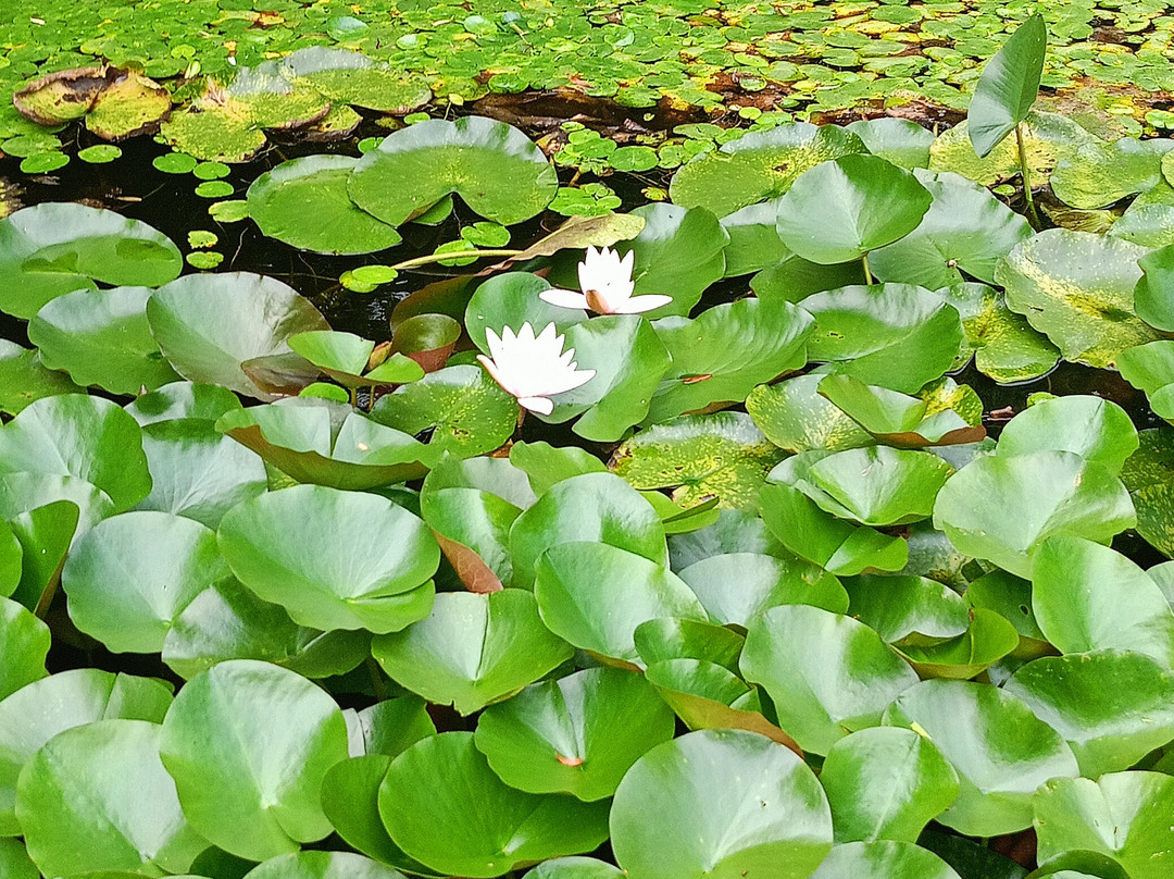 Botanical Garden-Institute-海参崴必去景点