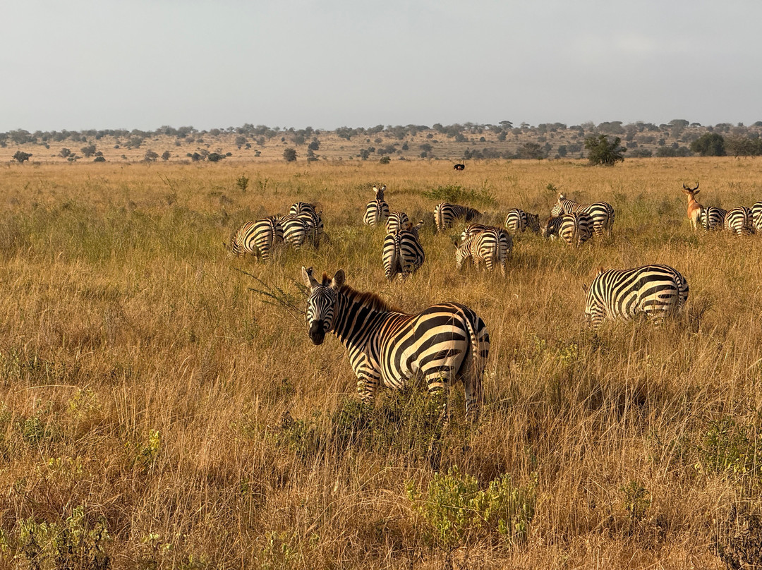 Nakupendakenya Safari & Tours services-蒙巴萨必去景点