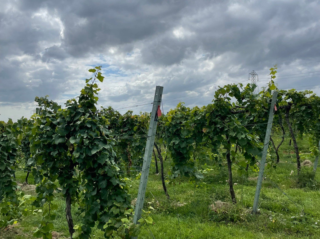 Bolney Wine Estate-Bolney必去景点