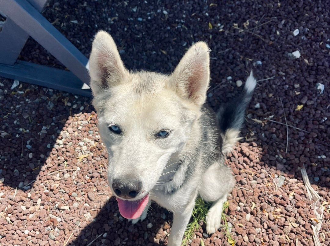 Urlachi Çiftliği主图