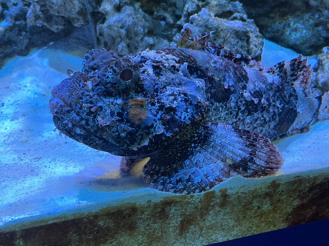 Virginia Aquarium & Marine Science Center-弗吉尼亚海滩必去景点