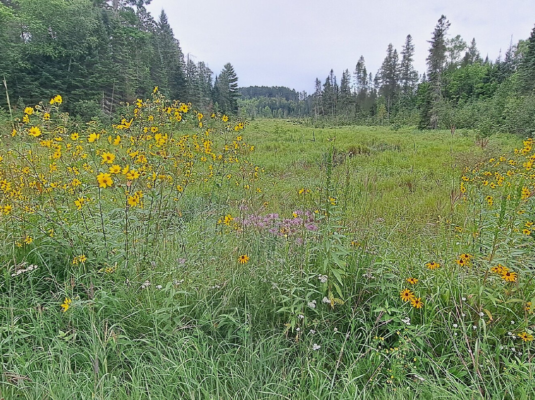 Wilderness Drive-Lake Itasca必去景点