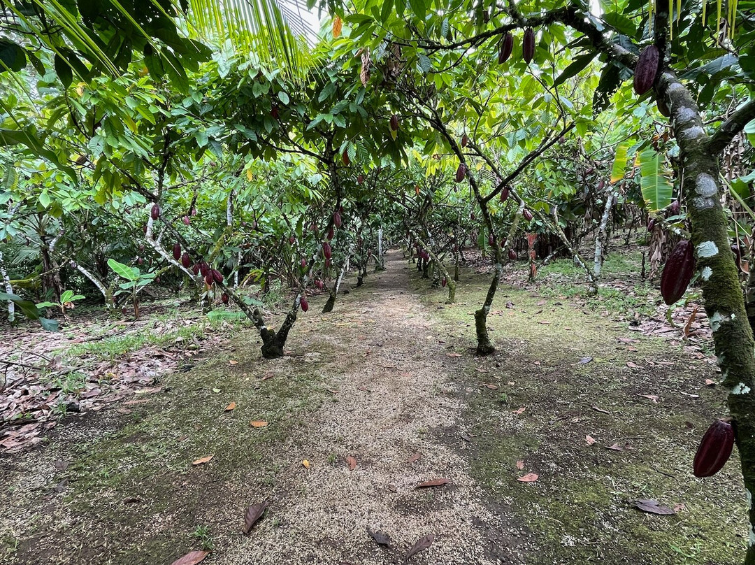 Tree Chocolate Tour-Upala必去景点