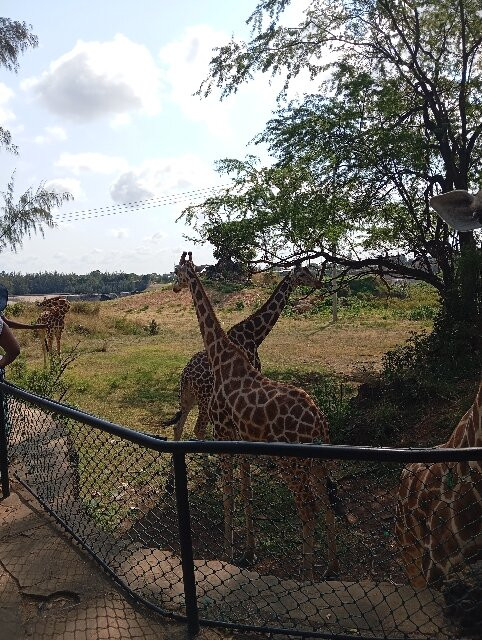 Haller Park-蒙巴萨必去景点