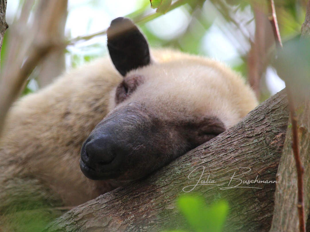 Wild Llanos Tours and Safaris-Yopal必去景点
