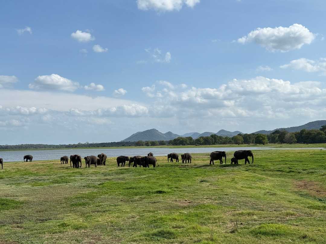 Minneriya Wild Jeep Safari-丹布拉必去景点