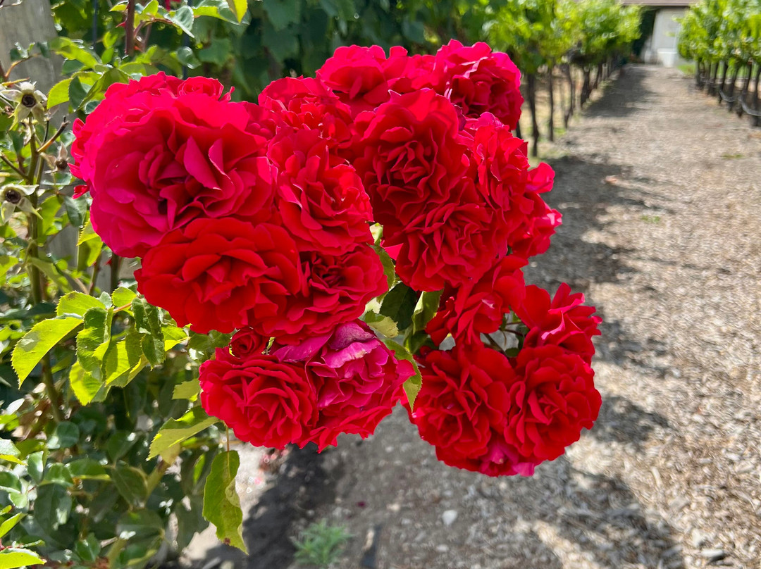 Folktale Winery & Vineyard-卡梅尔瓦利必去景点