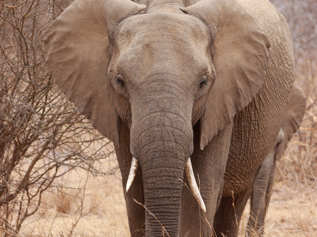 Mbombela Experience Tours and Safaris-尼斯普鲁特必去景点