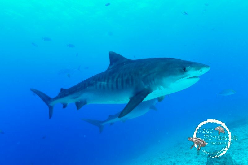 Fuvahmulah Dive School-Fuvahmulah必去景点