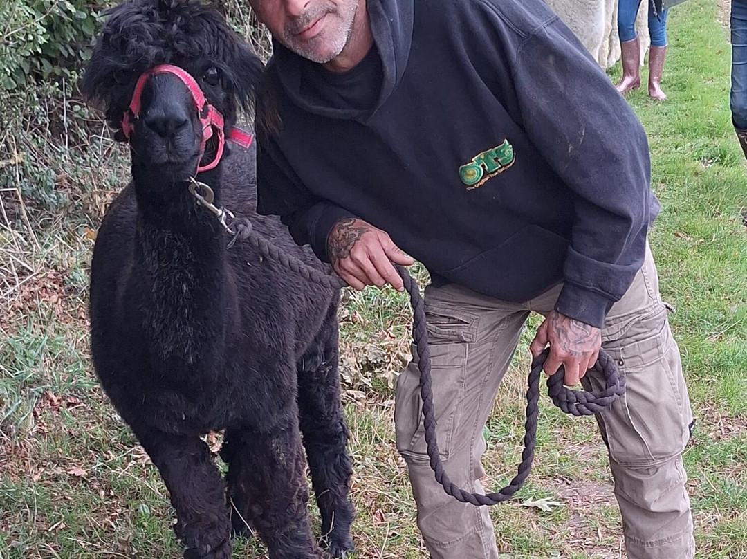Hilly Ridge Alpacas-Wattisham必去景点