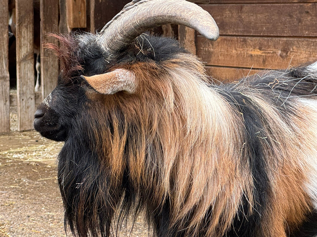 Steinwasen Park-Oberried必去景点