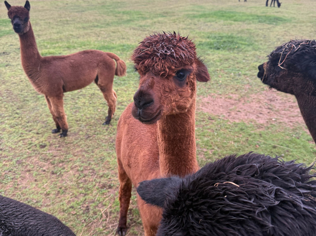Sweet Home Alpaca-Roch必去景点