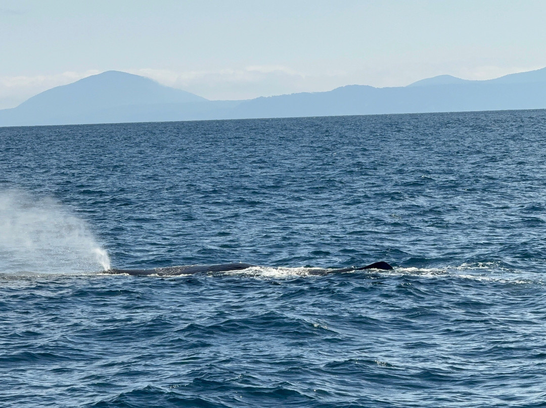 Gojiraiwa Kanko - Day Tours (East Shiretoko)-罗臼町必去景点