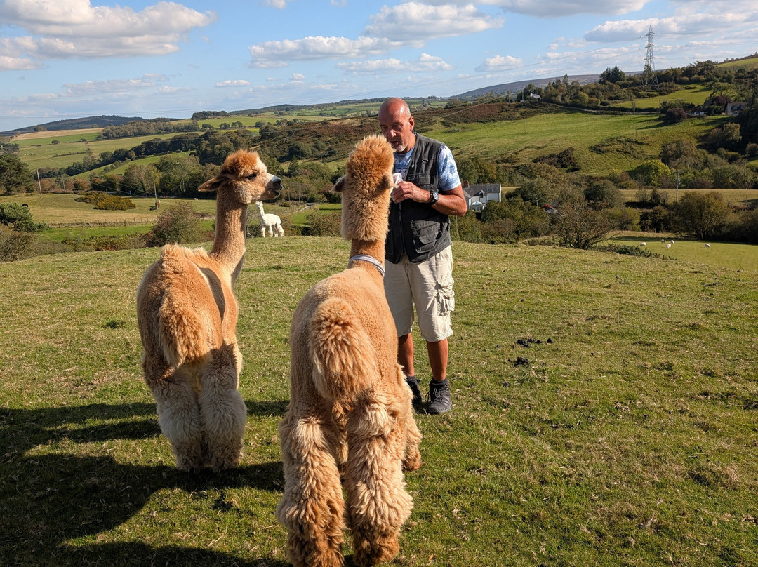 Woolly Experiences, Nercwys, Mold-Mold必去景点