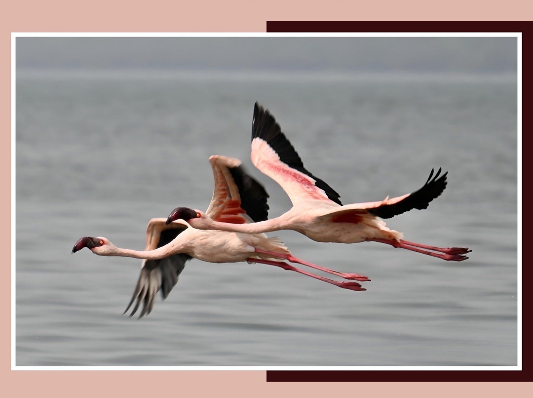 Thane Creek Flamingo Sanctuary-新孟买必去景点