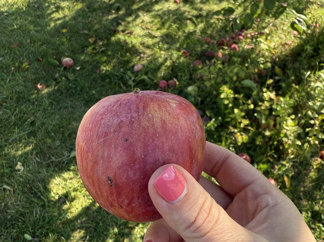 McDougal Orchards-Springvale必去景点
