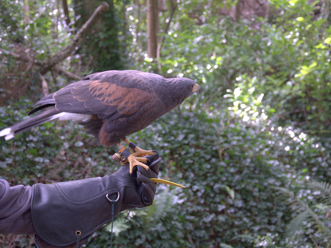 Ireland's School of Falconry-康镇必去景点